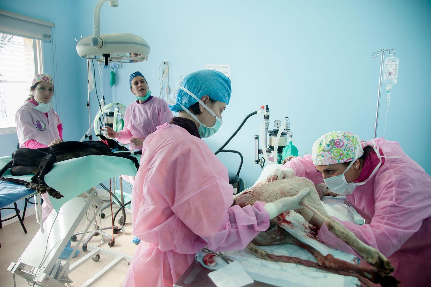 Veterinarios operando a galgos en el quirófano de la Fundación Benjamín Menhert.
