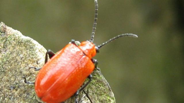 water lily beetle