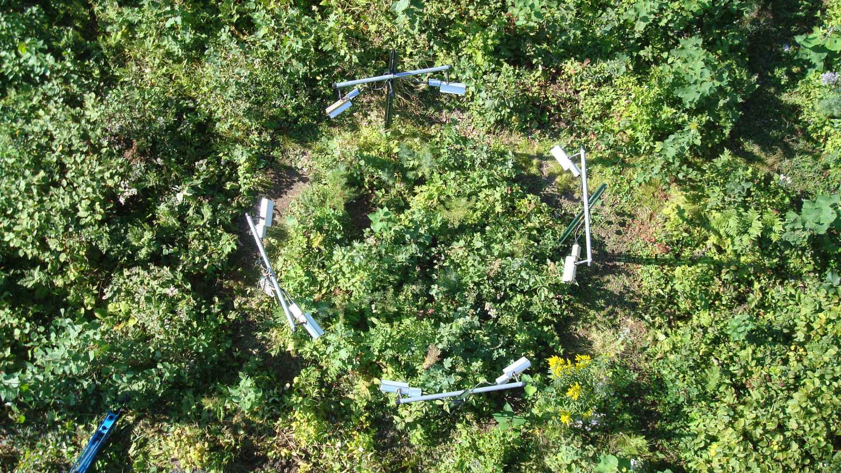 Vista aérea del bosque donde se hizo el experimento.