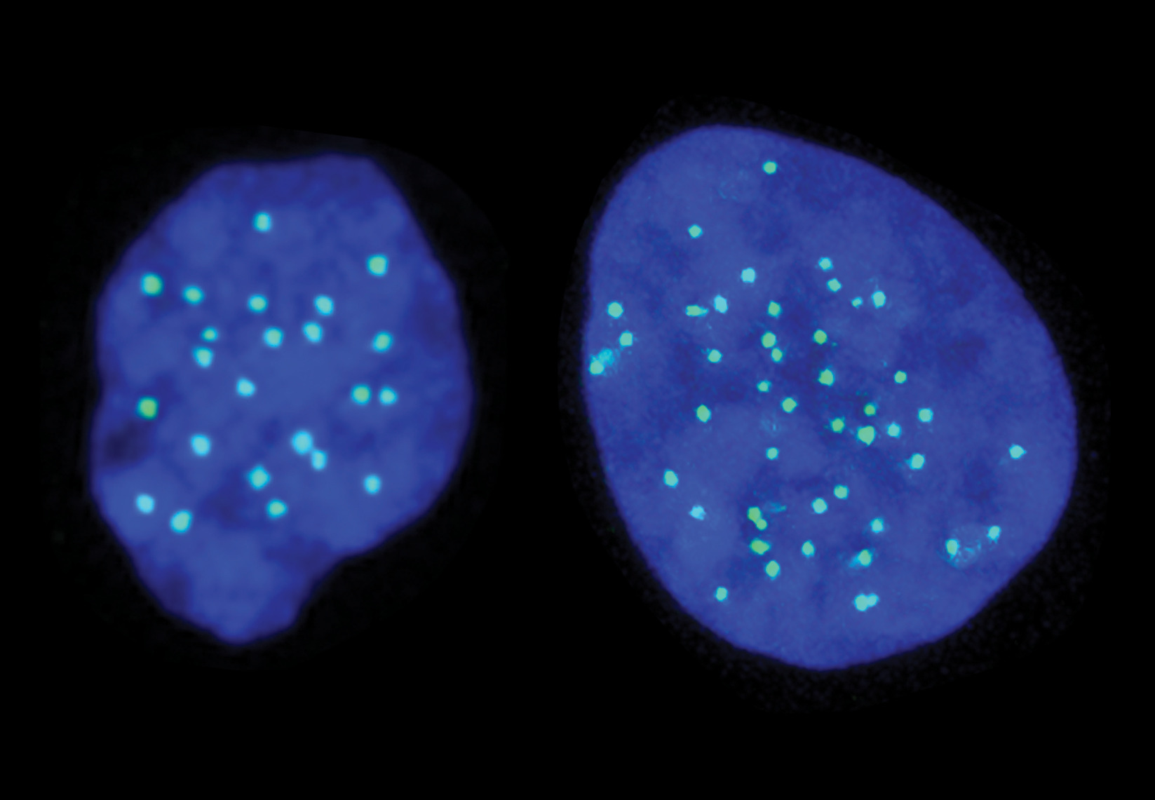 celulas-madre-haploides