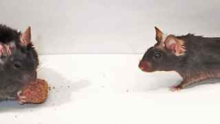 El ratón a la izquierda carecía de la enzima; el de la derecha, no.
