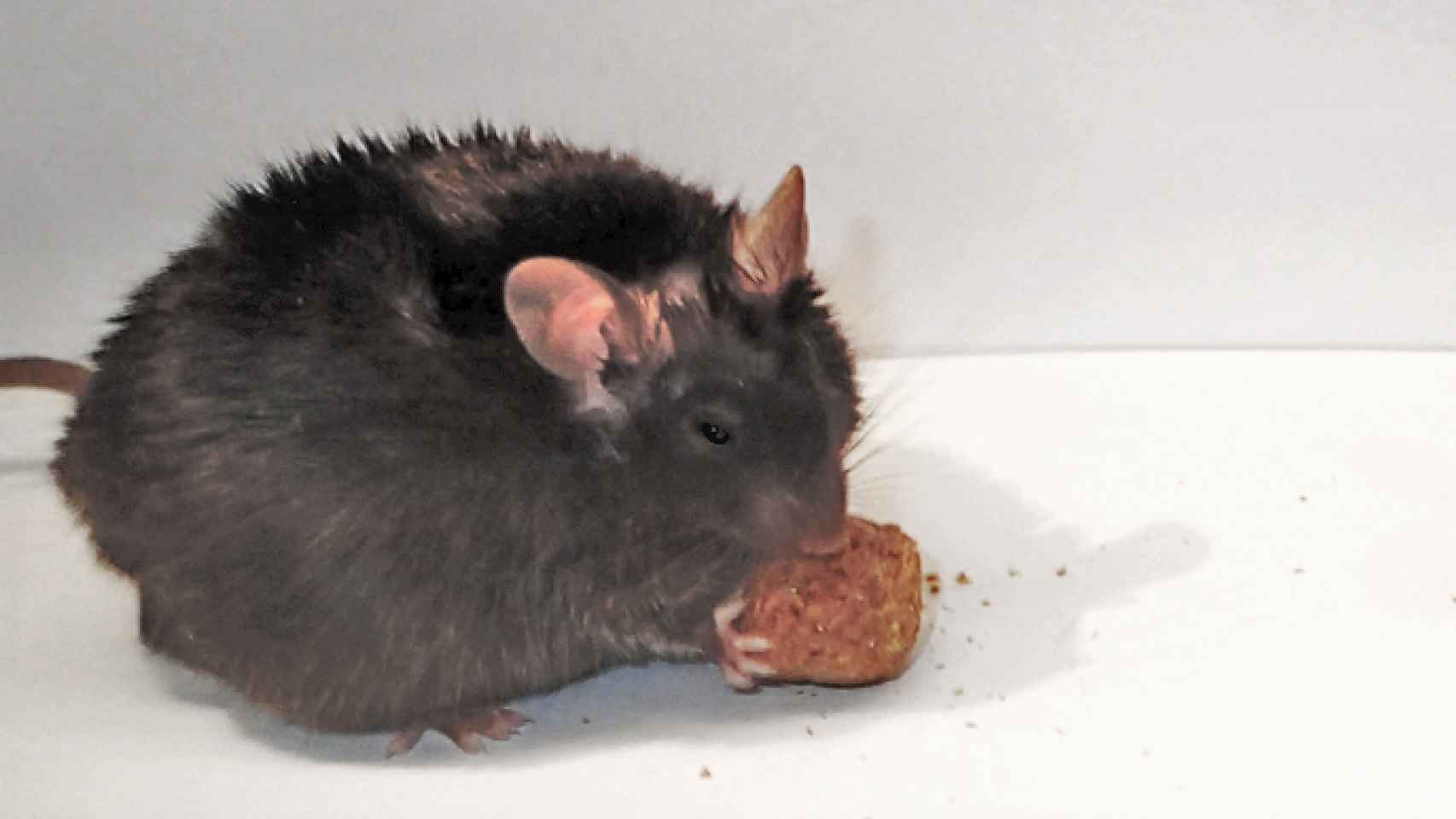 Este ratón carecía de la enzima y no paraba de comer.