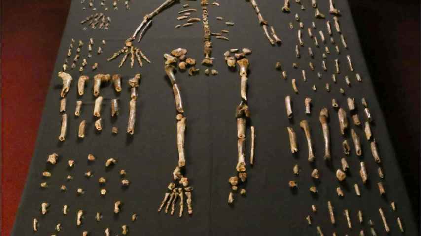 Esqueleto de Homo naledi.