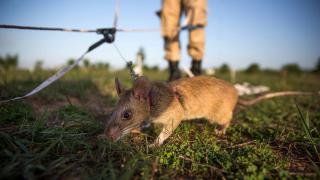 Ratas 'Nikita' tras activar un circuito cerebral