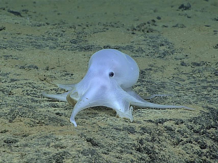 El recién descubierto pulpo Casper.