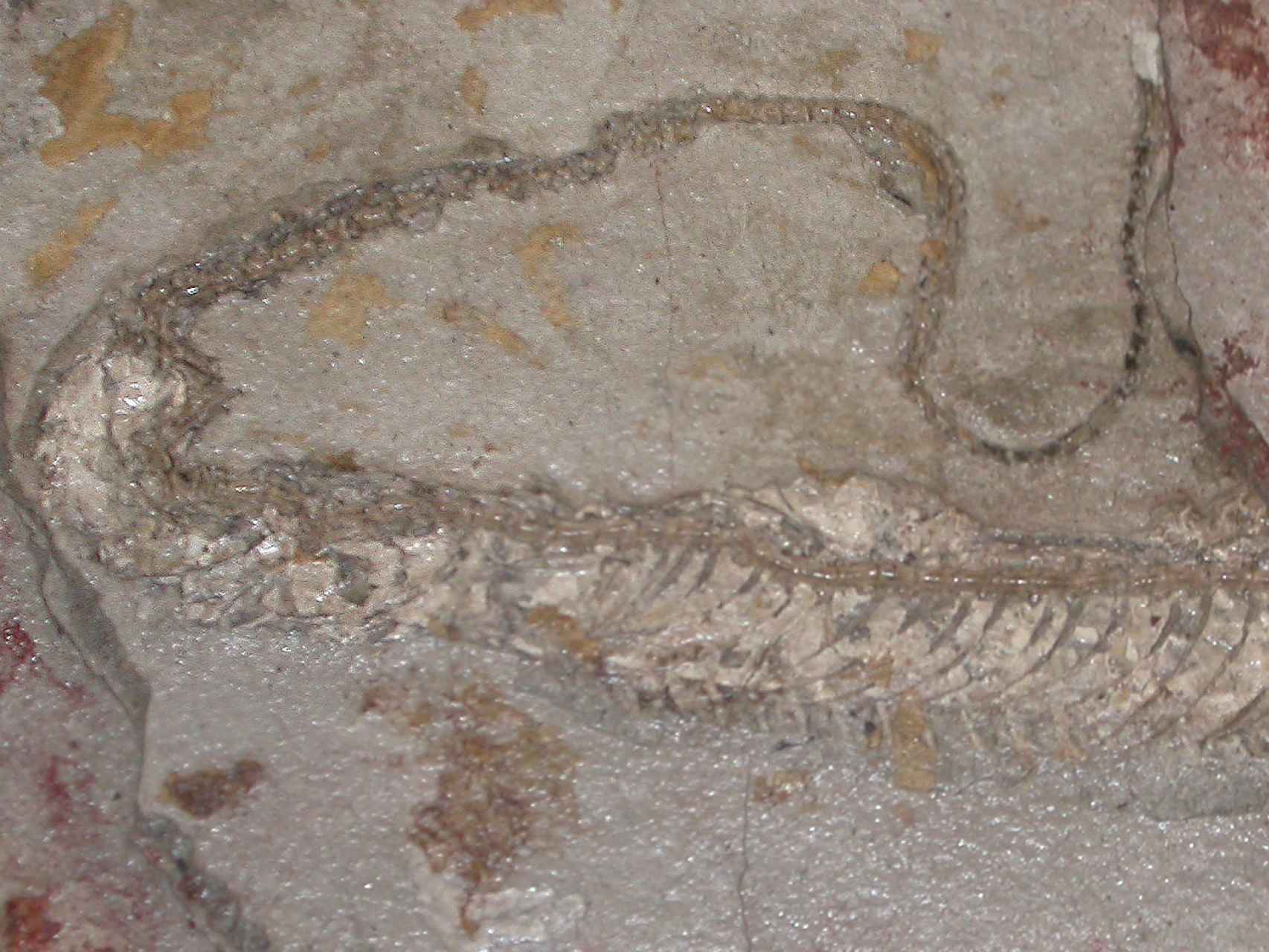 Esta serpiente del Mioceno era verdinegra... y lo sabemos seguro