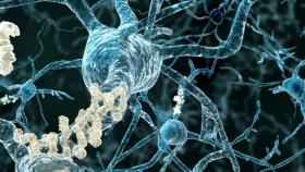 neuronas