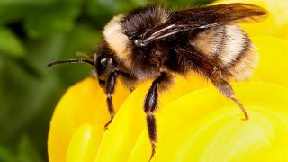 La ciencia trata de evitar el 'abejorrocalipsis'