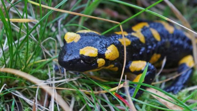 salamandra