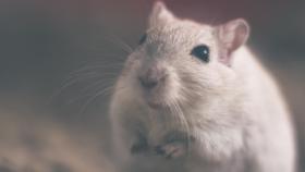 raton