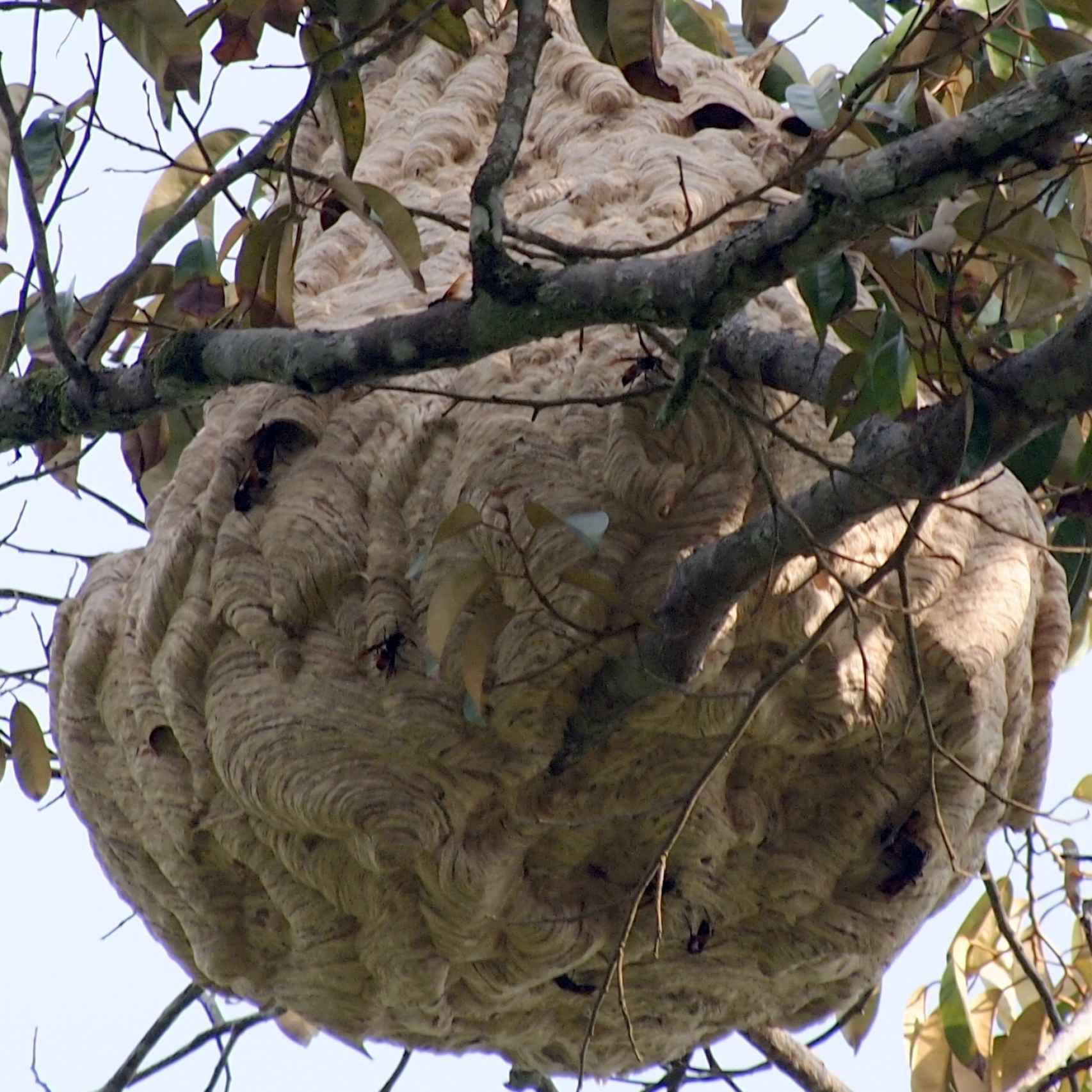 Así son los nidos de la avispa asiática.