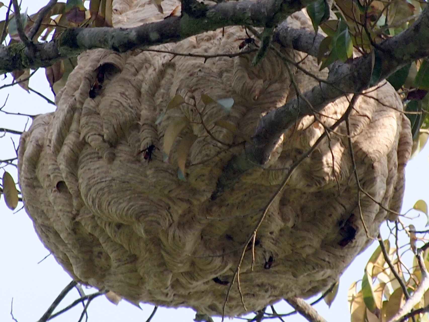 Así son los nidos de la avispa asiática.