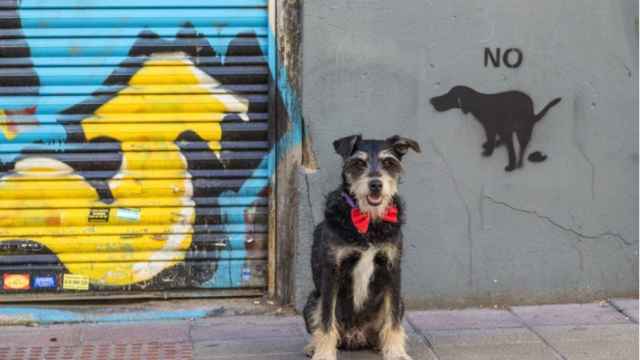El primer mandamiento para los dueños de perros urbanos