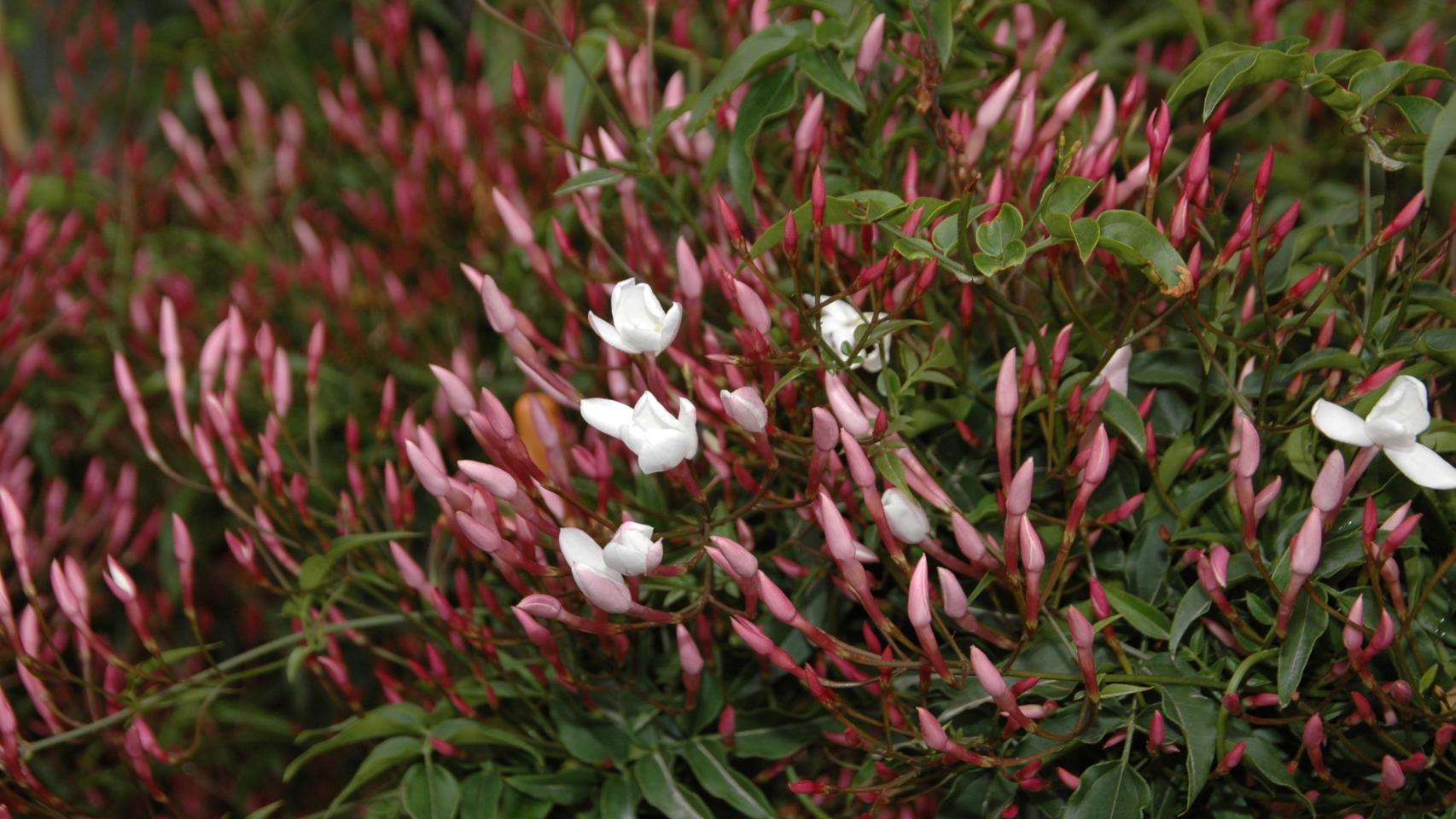 Jardines para alérgicos