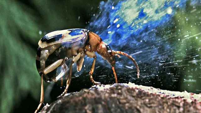 escarabajo-bombardero