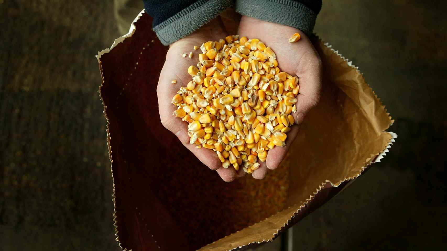Una variedad de maíz manipulada genéticamente