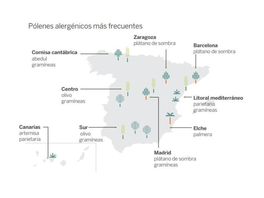 Pólenes alergénicos más frecuentes