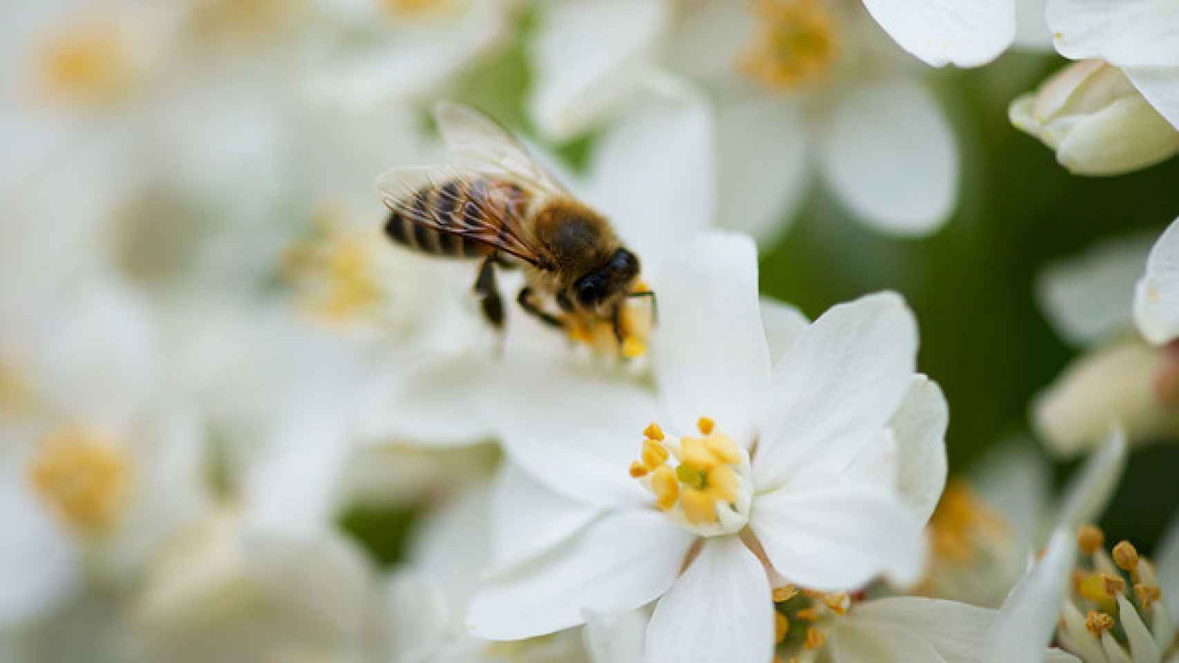 Una abeja recoge el polen de una flor.