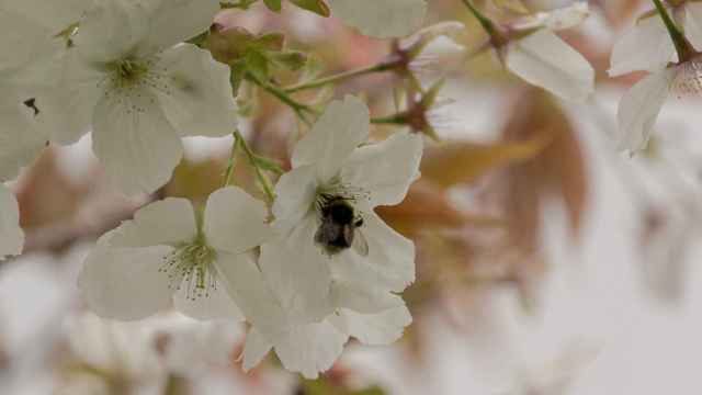 Una abeja se posa sobre un cerezo en flor. /