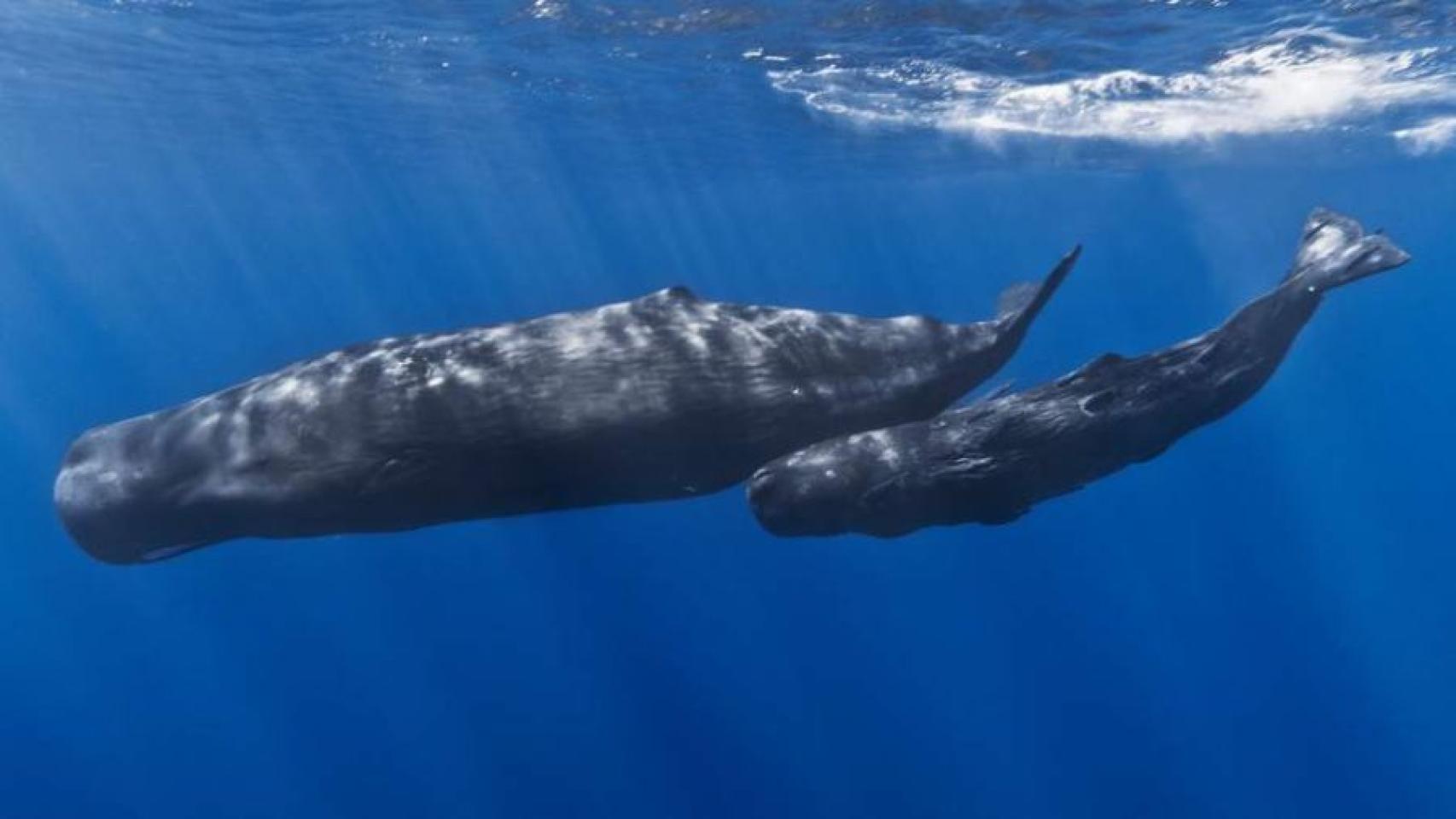Hembra de cachalote junto a su cría en aguas canarias.