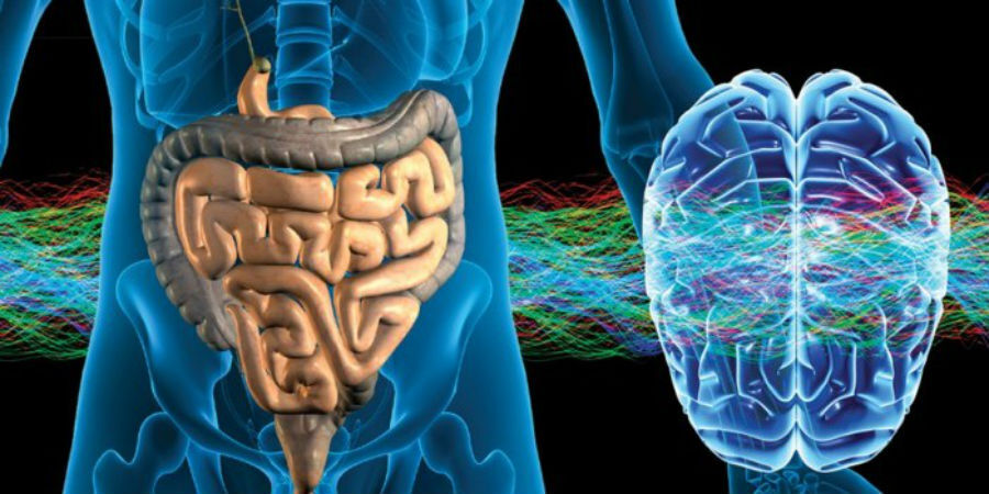 cerebro_bacterias_intestinales