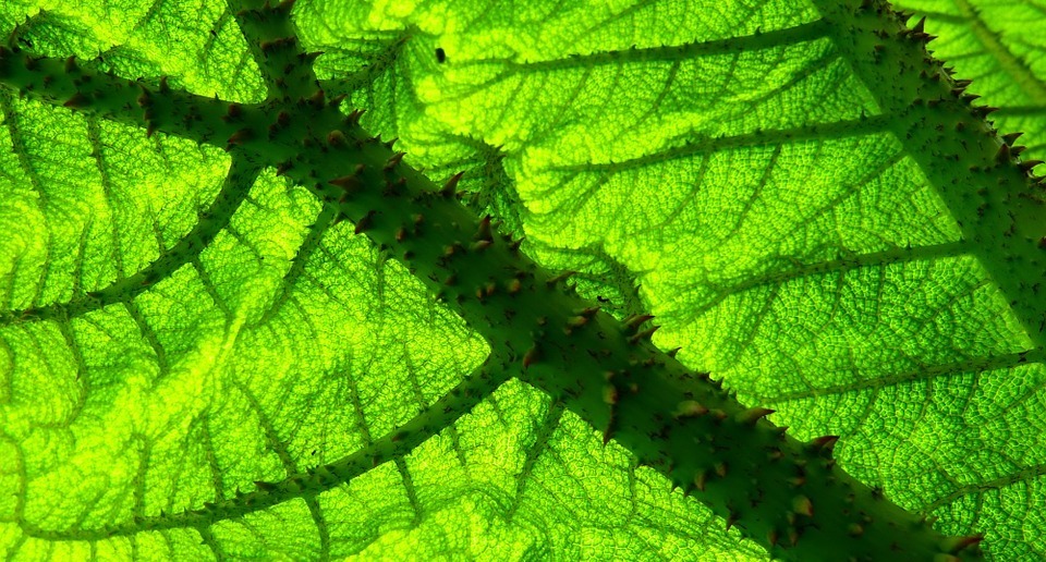 plantas