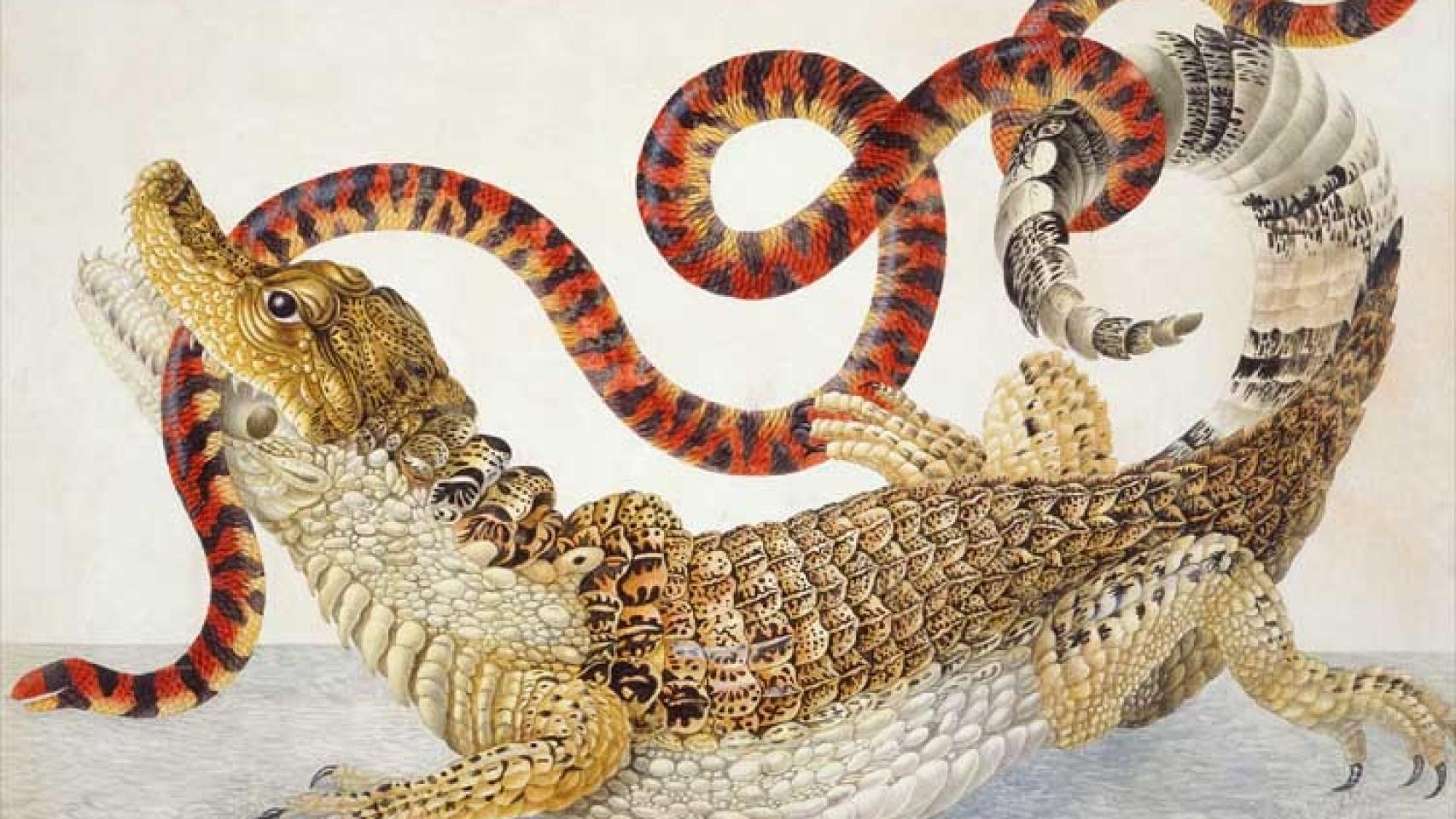 Illustration de un caimán con una falsa serpiente de coral de Sudamérica, obra de Maria Sybilla.