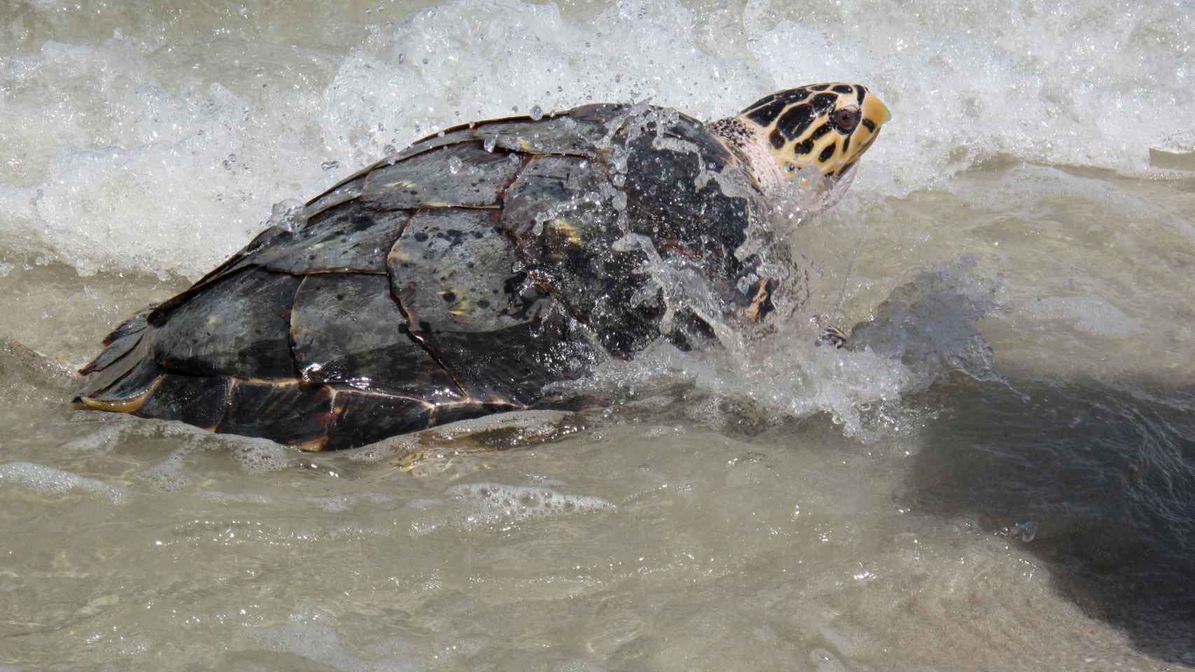 Reintroducción de una de las tortugas en mayor peligro de extinción.