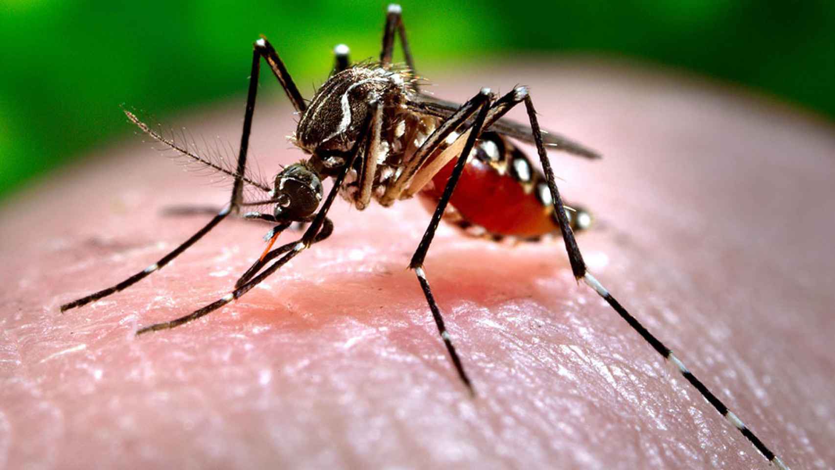 El virus del Zika está provocado por la picadura del mosquito Aedes Aegypti.