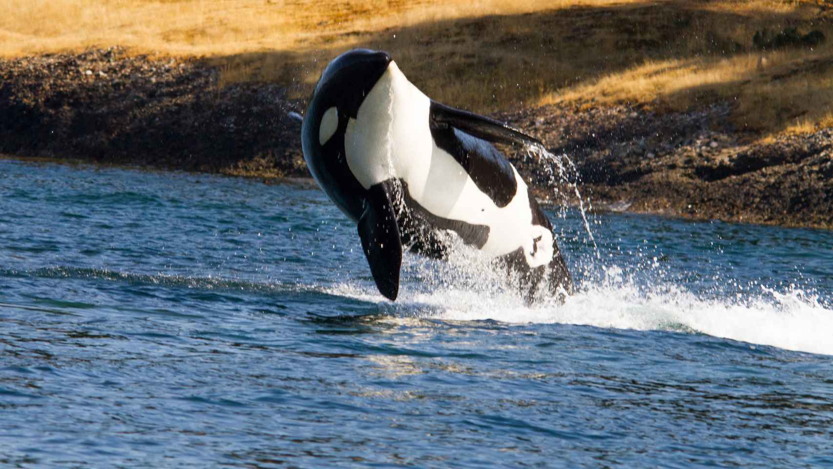 Nuevos secretos de las orcas asesinas