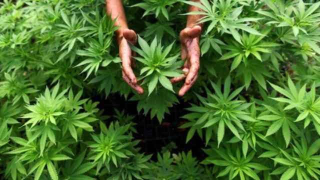 marihuana_medicinal