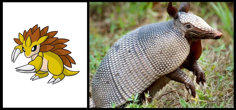 13 Armadillos