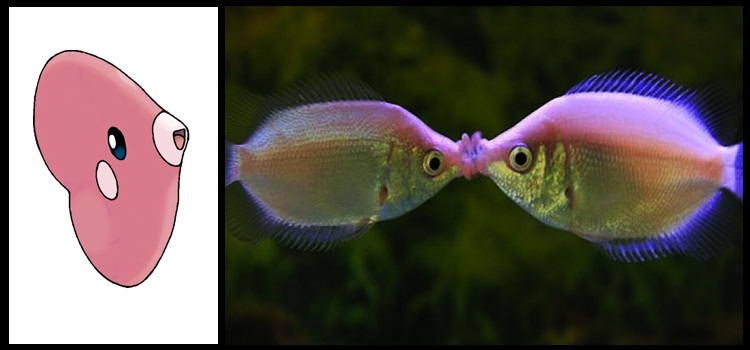 15 Peces