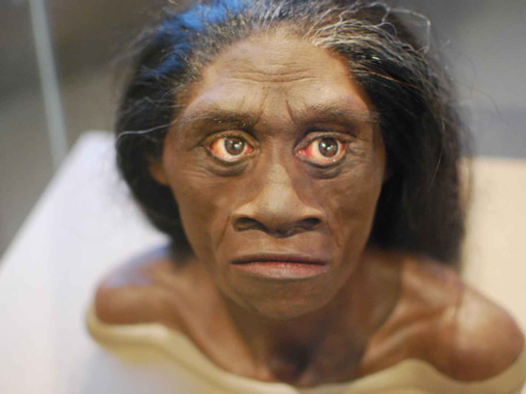 Reconstrucción de una mujer Homo floresiensis.