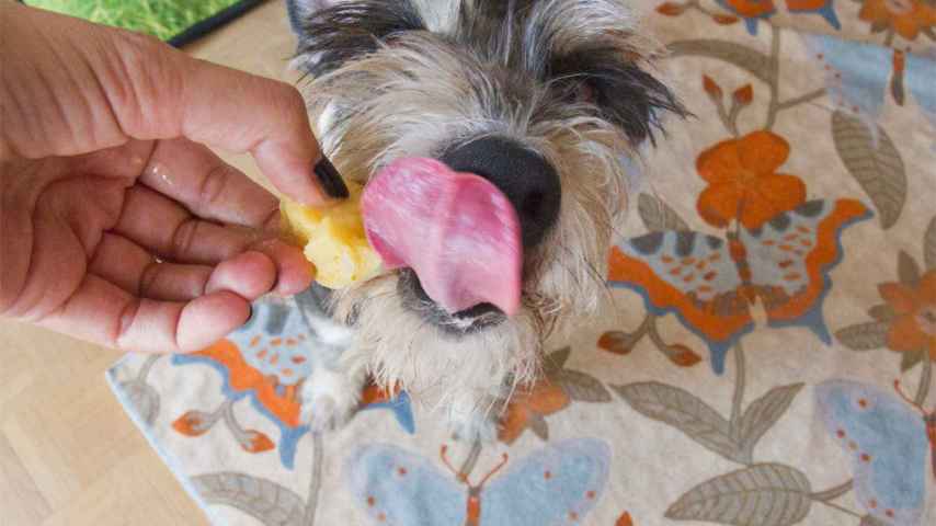 Se puede disfrutar de helados aptos para humanos y canes. / Sr. Perro