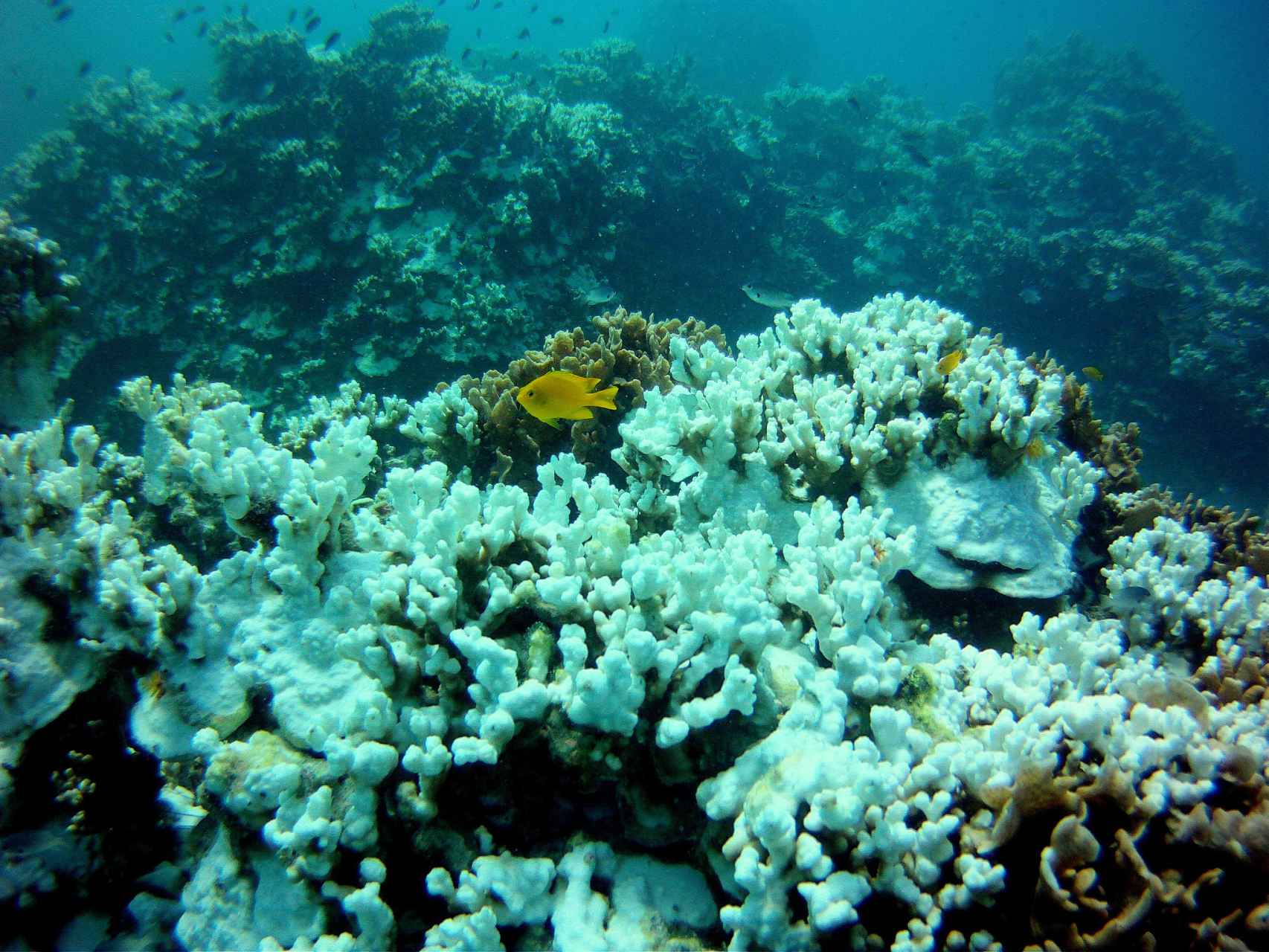 Un arrecife de coral sufriendo de blanqueamiento en el Golfo de Tailandia.