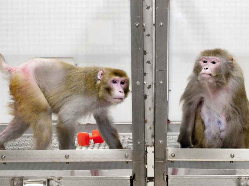 Macacos en un experimento