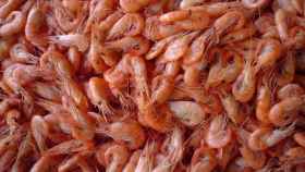 shrimps-680x510