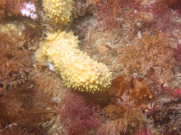 dendrilla_membranosa
