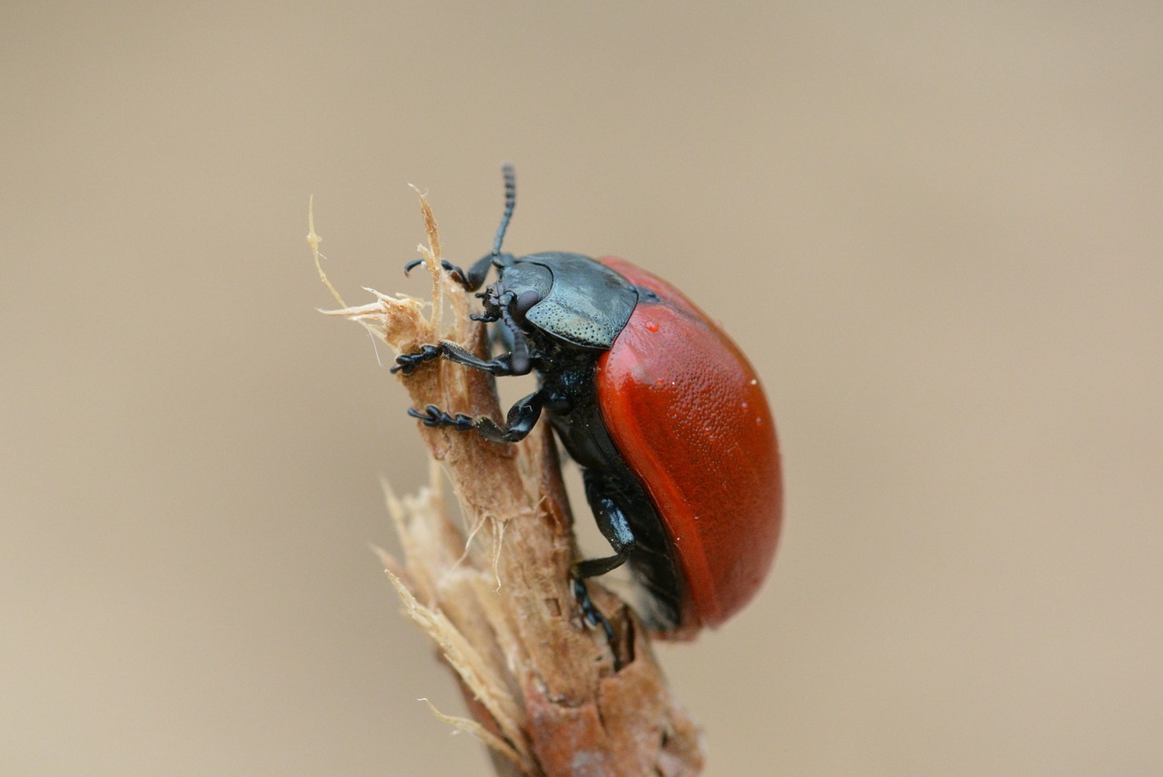 escarabajo