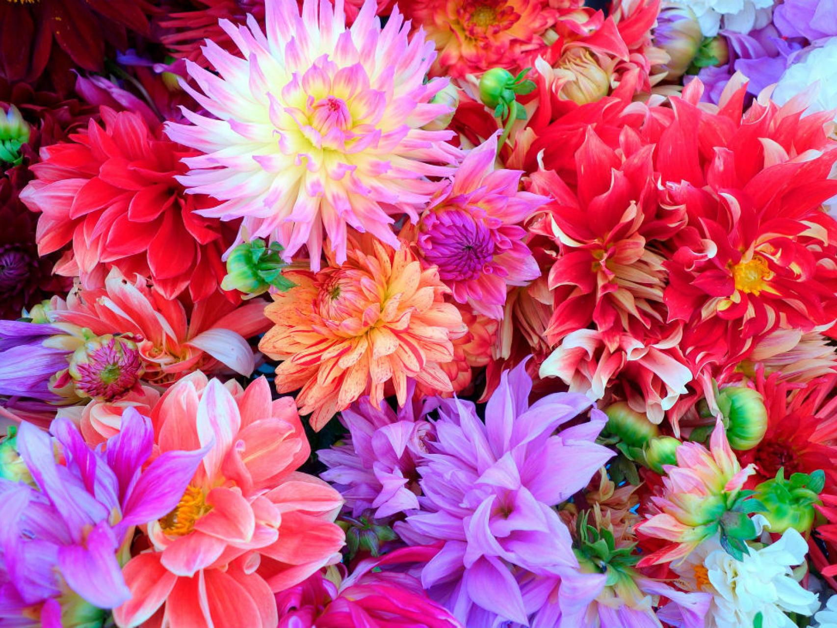Dalias de diferentes variedades florecen hasta otoño. / Los Peñotes