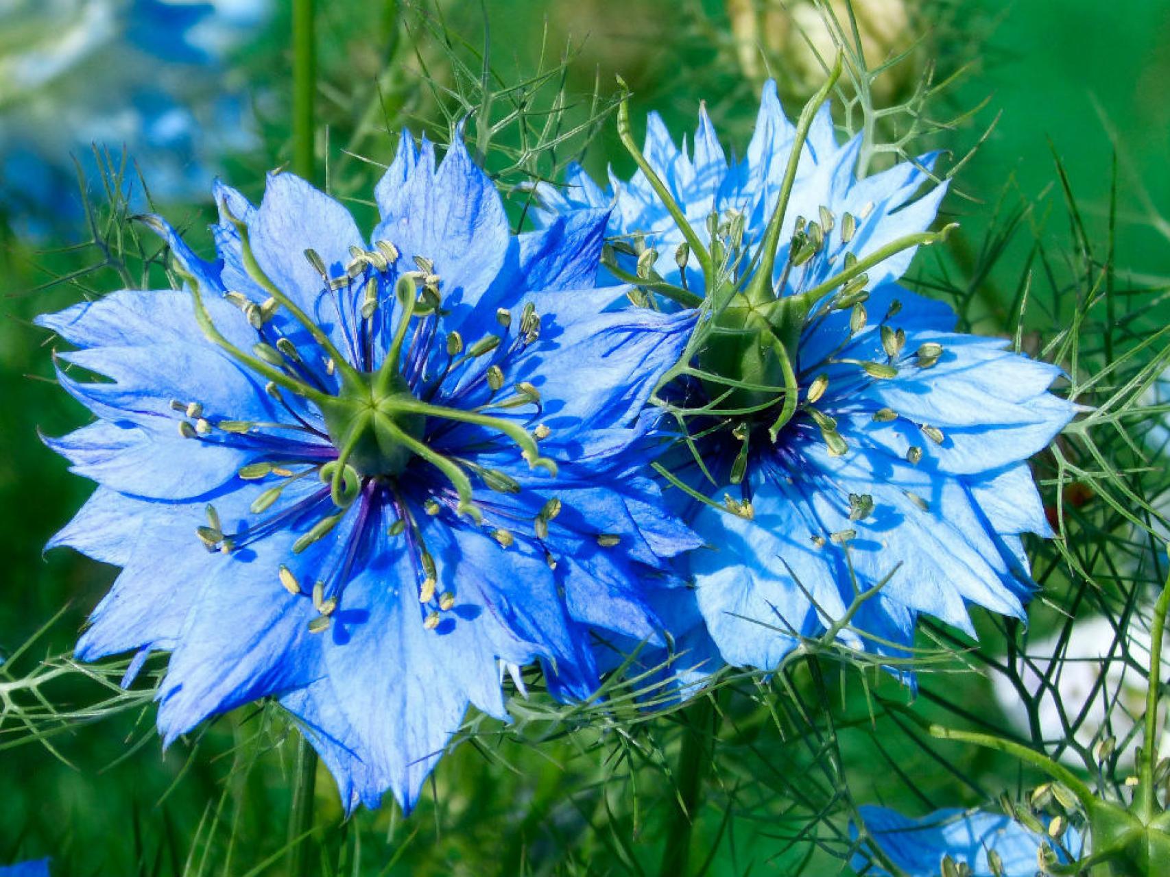 Nigella para dar un toque campestre a tus ramos. / Los Peñotes