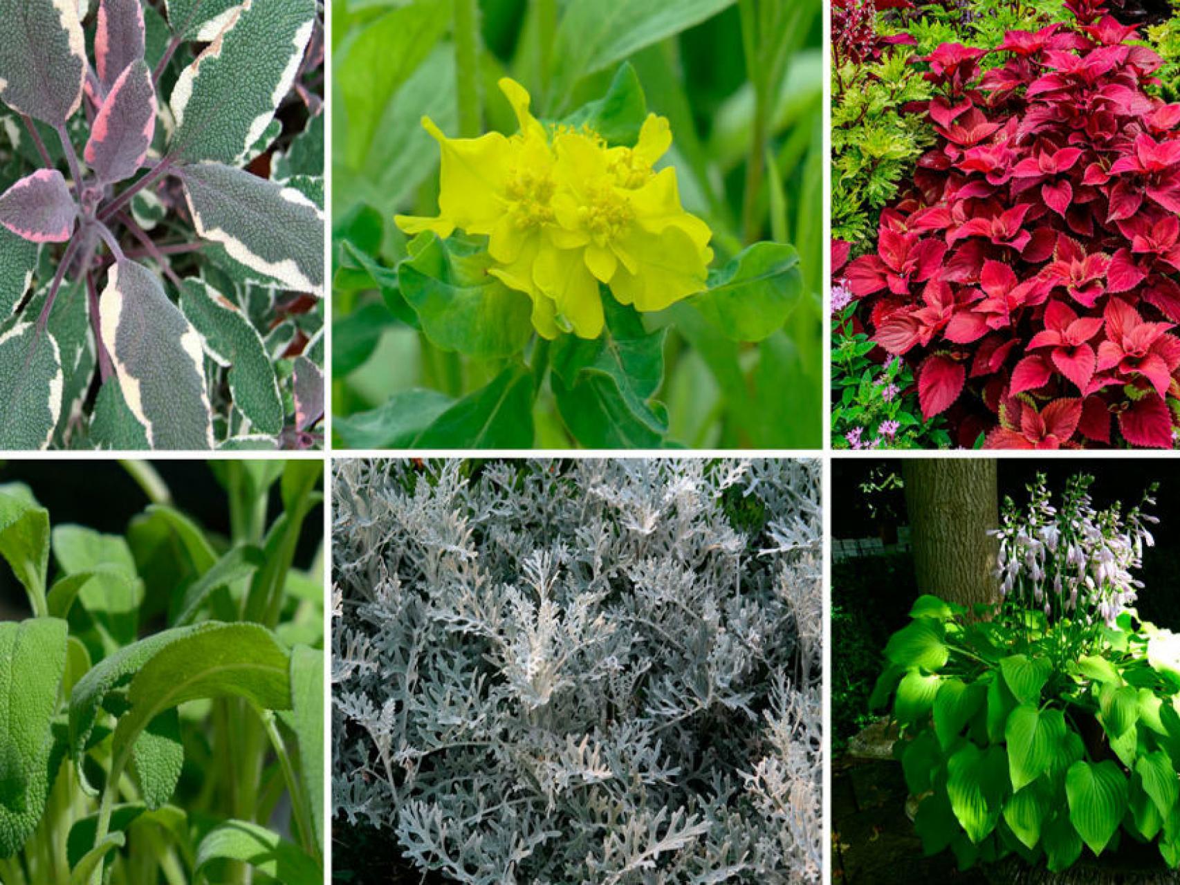 Plantas de hojas para usar en ramos. / Los Peñotes