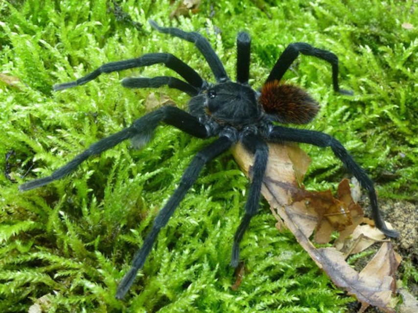 Macho de la nueva especie y género de tarántula, Kankuamo marquezi.