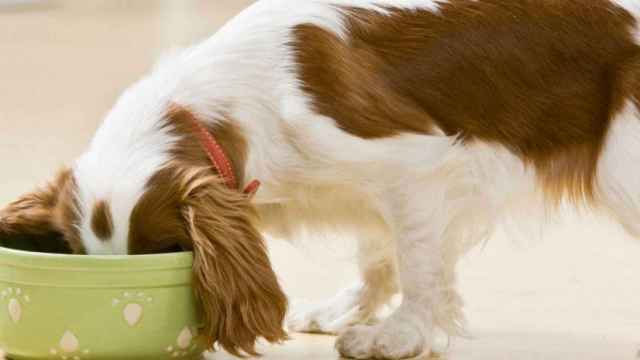 alimentos peligrosos para los perros