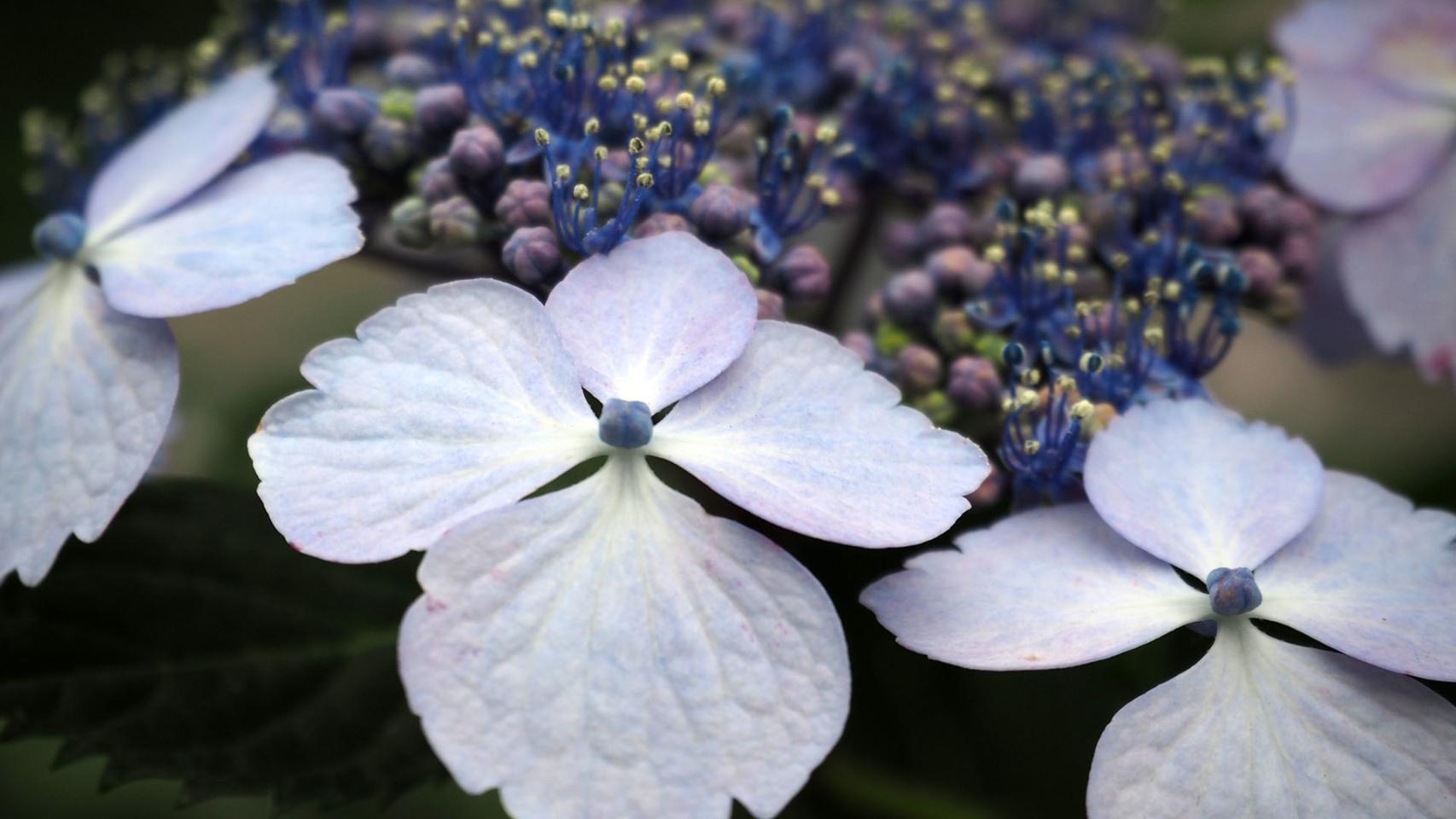 Flores de verano: las hortensias