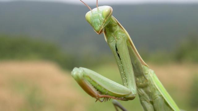 mantis-religiosa