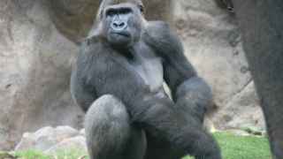 Uno de los gorilas del zoológico.