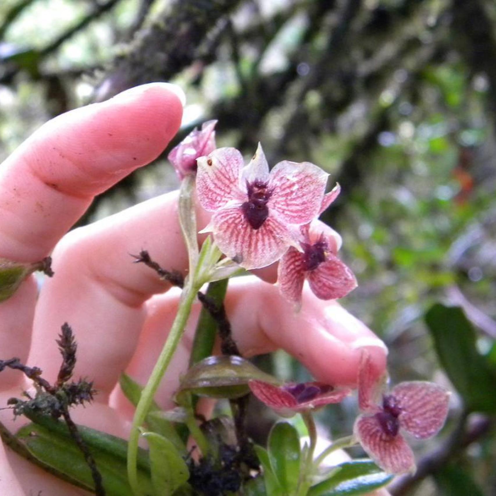 Flores con cara diabólica