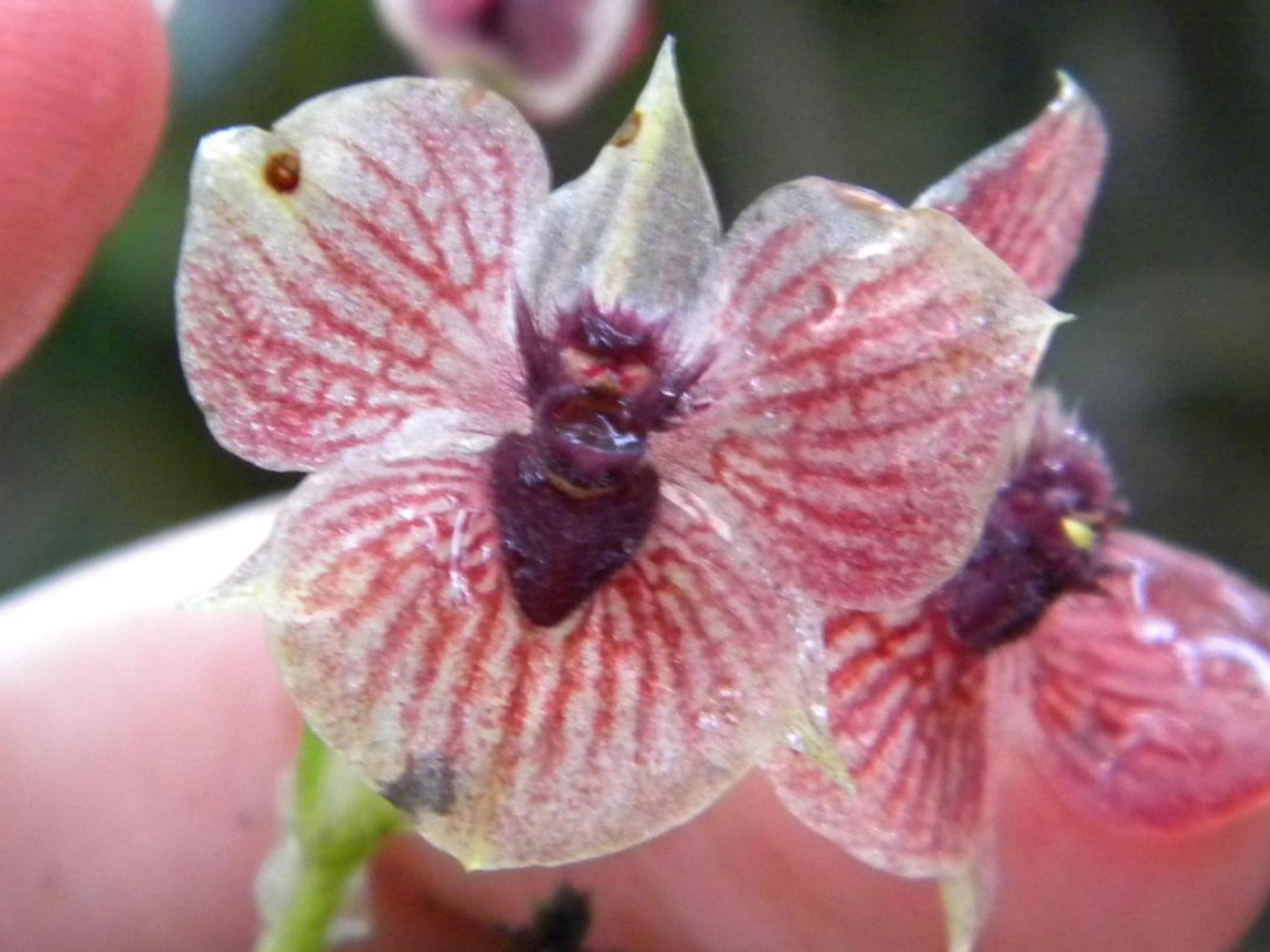 La nueva especie de orquídea ha sido bautizada como Telipogon diabolicus